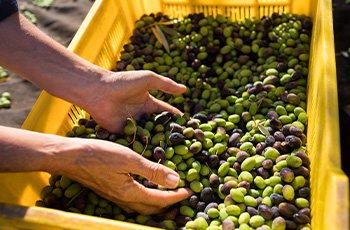 Zeytin Çeşitliliği ve Operasyon Rehberliği
